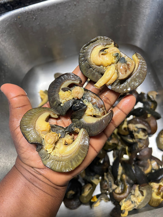 Medium Sized African Bush Snails