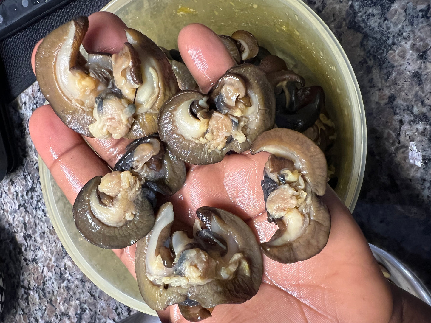 50Pcs - Fresh Small African Bush Snails
