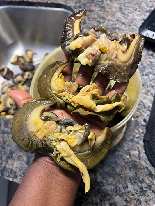Large Size - African Bush Snails