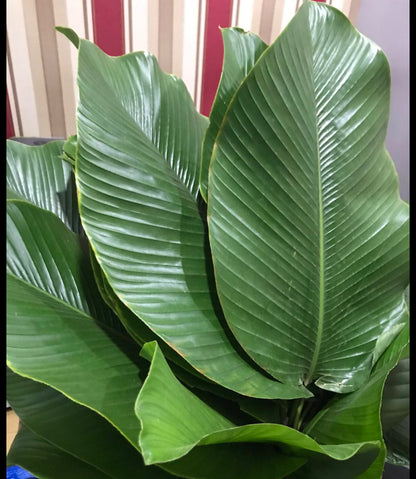 Fresh Moi-Moi Leaves - 40 Leaves