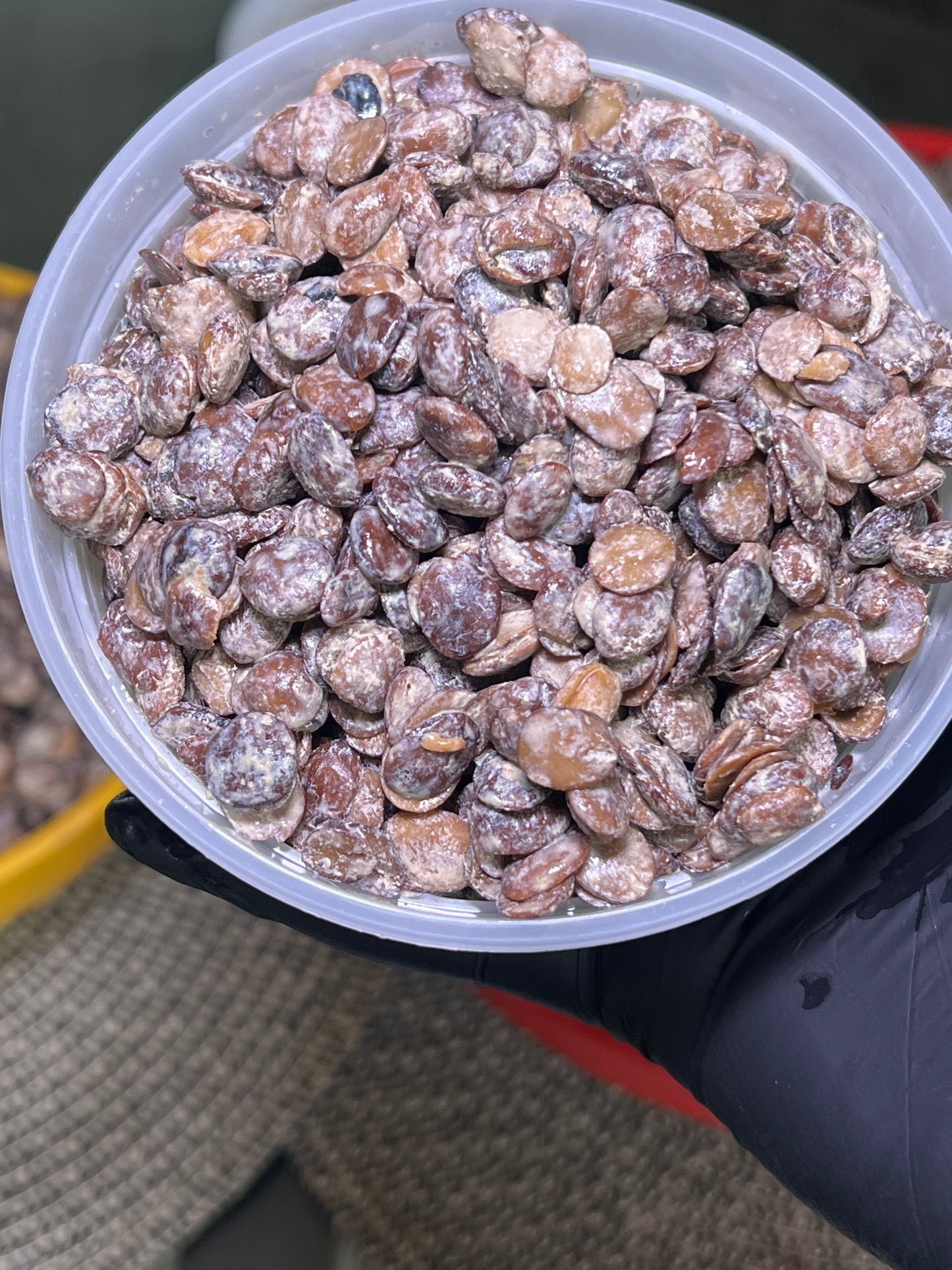 Fresh Ekiti Locust Beans (Iru)  - Clean and stone free