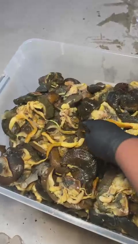 Large Size - African Bush Snails