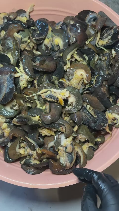 Medium Sized African Bush Snails